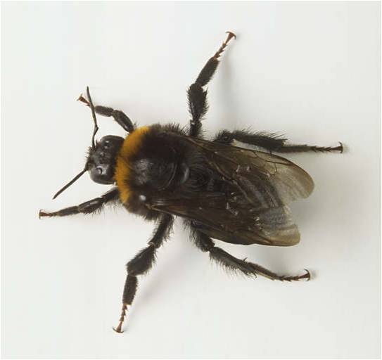 Bumble bee