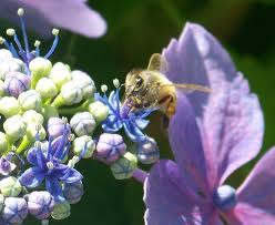 H. bee flower 2